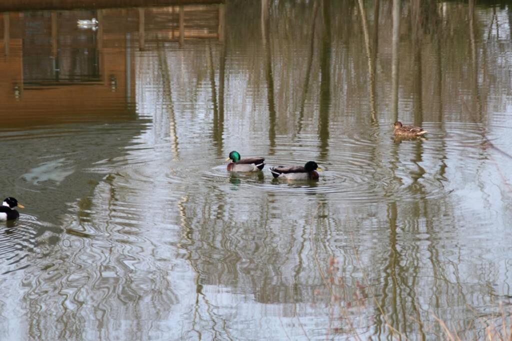 Avec Terrasse Sur Pilotis Vue Sur L'etang